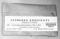 Leptogium chloromelum image